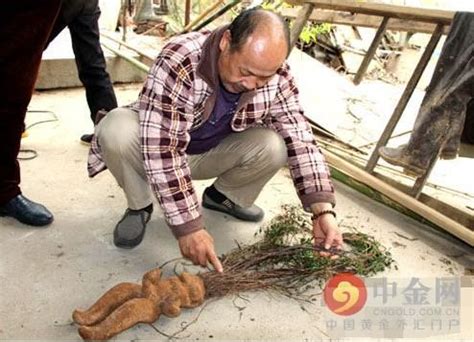 人形何首烏|真假何首烏辨別方法，別再上當受騙了！